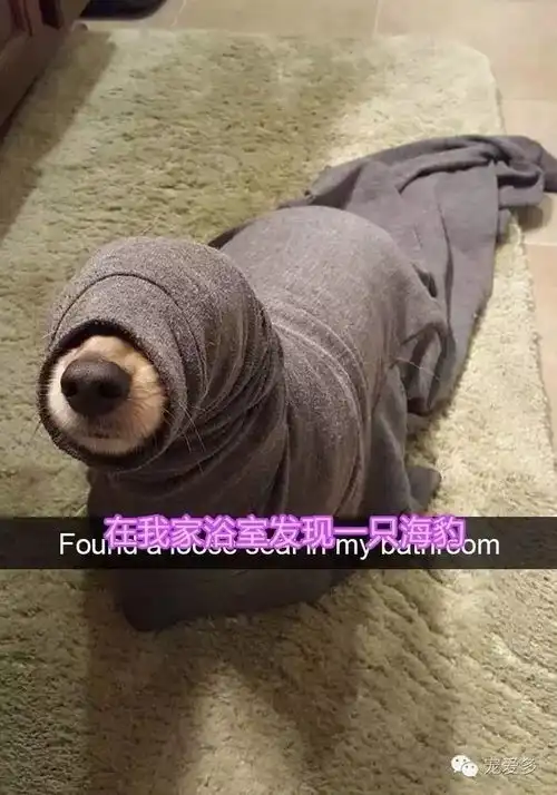 娱乐分享狗狗的那些瞬间,腹肌已经饥渴难耐哈哈哈