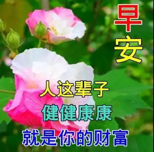 清晨阳光暖心的早安问候句子,朋友圈很好看的鲜花祝福图片