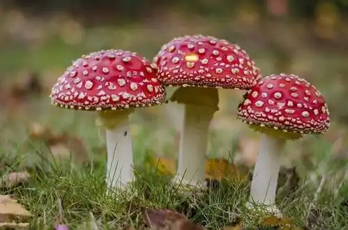 让人吃了之后产生幻觉的蘑菇