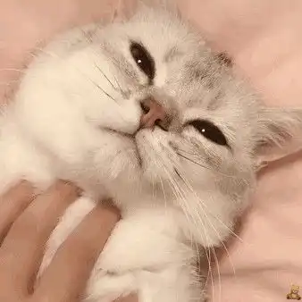猫咪表情包小小的眼睛大大的疑惑