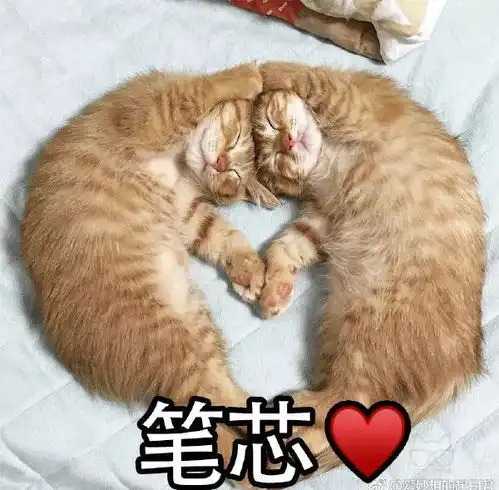 猫咪表情包投降,投降,我投降