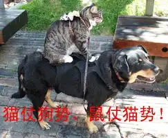 可爱动物情意深深