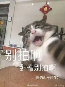 主人逗猫时拍下的照片,果然养猫后表情包都不缺了