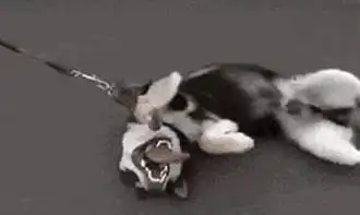妹子们,你们养中型犬的时候可要想清楚,说不定一言不合就飙车了