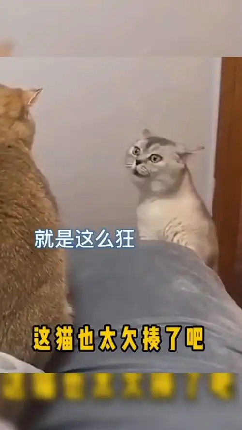 这猫表情看起来也太欠揍了吧