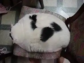 就这样馋死.......