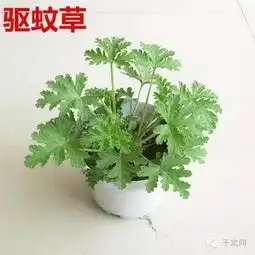 今夏蚊虫来袭驱蚊大作战你准备好了吗