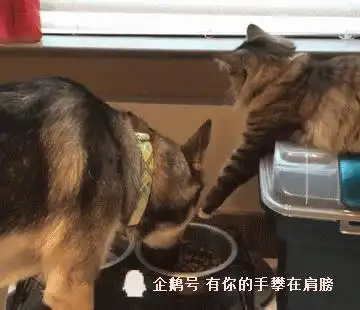 网友路过商店门口,发现摆放着花胶和花猫,结果只有花猫是急卖品