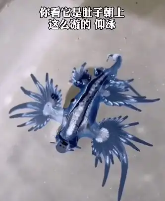 超火的无穷小亮藏狐表情包,大家快来前排围观藏狐在线暴躁