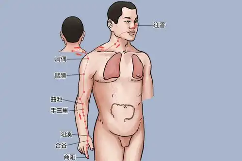 大肠经的准确位置图走向