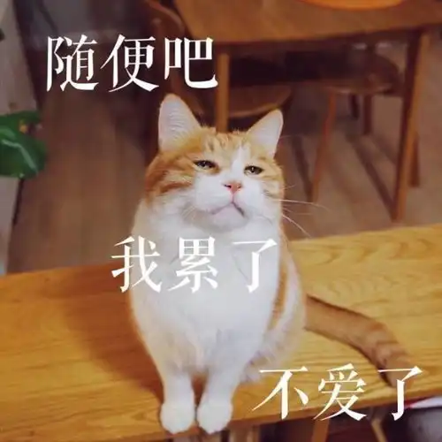 盘点那些我们常用作表情包的网红猫