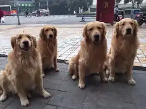 fun咖啡因散步途中有间猫咪咖啡馆,四只金毛每天路过都要去吸猫