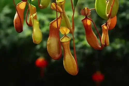 夏季蚊子多试试养这几种花,可以驱蚊