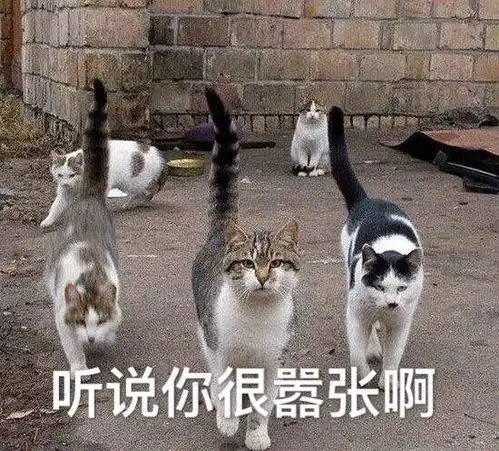 杀猪盘已经out啦,杀鱼盘了解一下