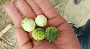 爆笑段子没有电蚊拍就有蚊子,怎么买了家点就没蚊子了呢