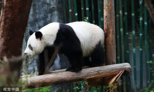 南京红山森林动物园大熊猫慵懒躺平憨态可掬
