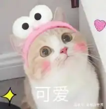 狮子为何不敢攻击大熊猫得知熊猫从前名字后,瞬间明白了