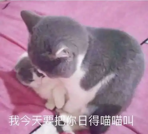表情包我不要再当舔狗了