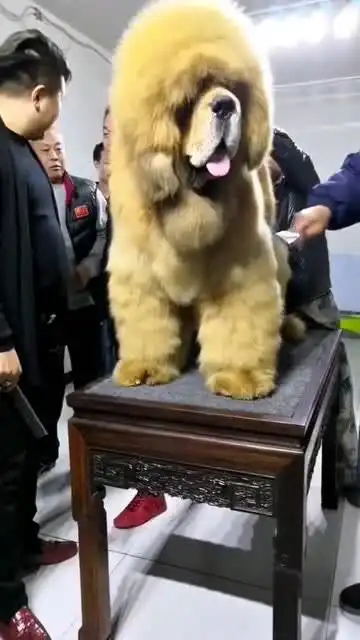 好可爱的狗狗,三四个人为你梳头,这表情太逗了