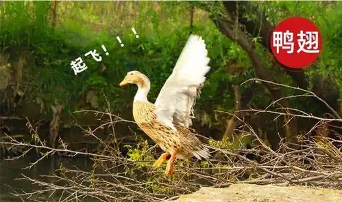 农家散养土鸭,绿色健康的纯天然土鸭,特惠价仅需99元,净重约4斤,广东省内顺丰包邮