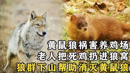 黄鼠狼祸害养鸡场,老人把死鸡扔进狼窝,狼群下山帮助消灭黄鼠狼