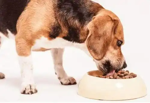 狗狗不能吃哪些人类食物